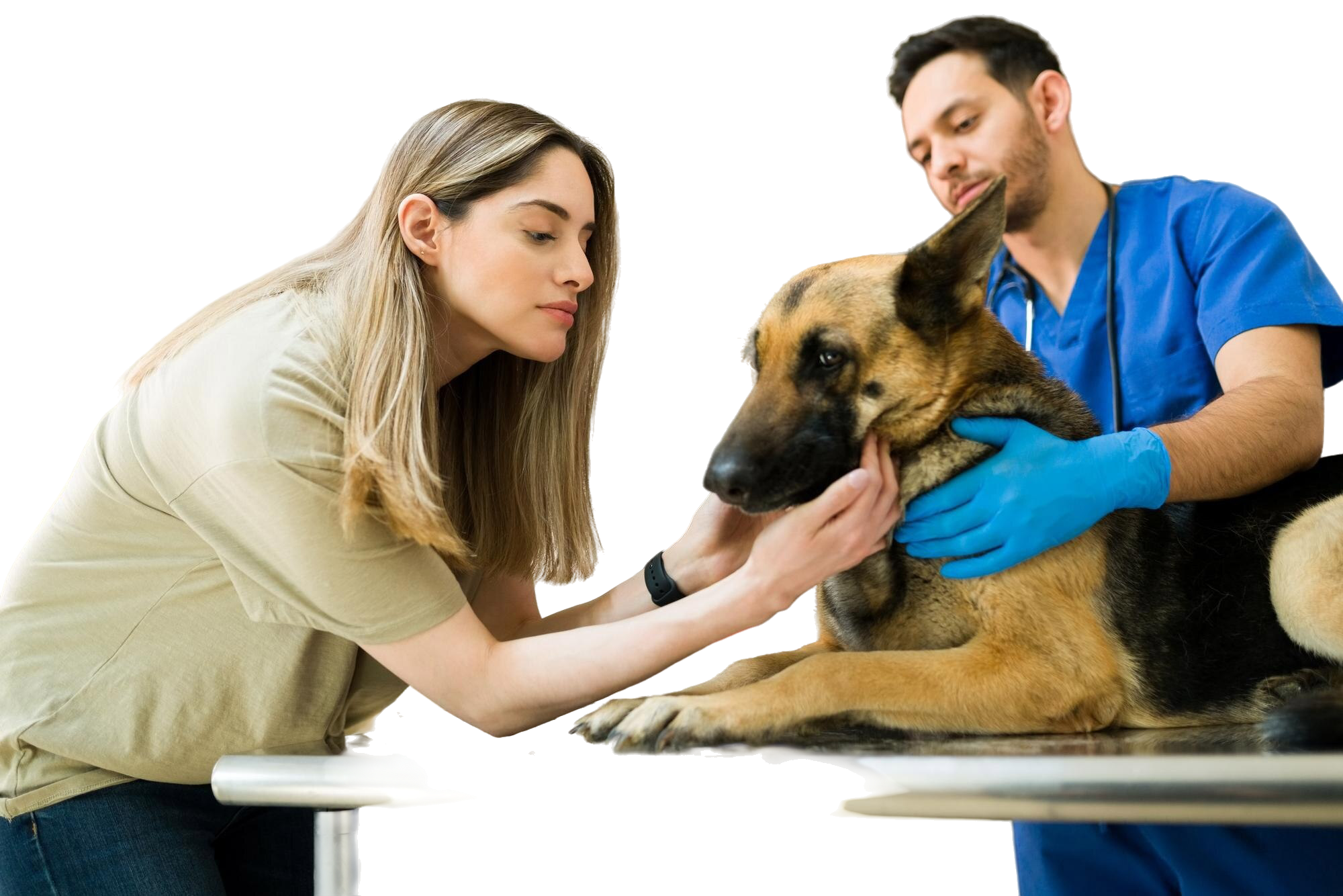 Veterinary Consultation
