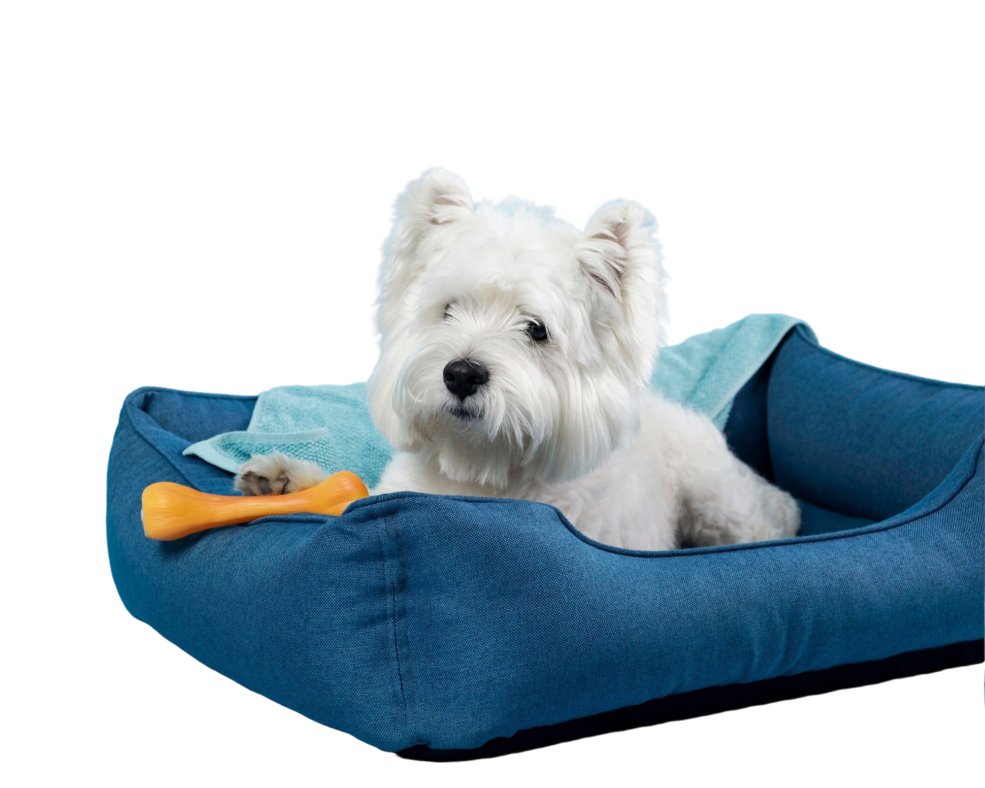 Pet Accessories & Treats